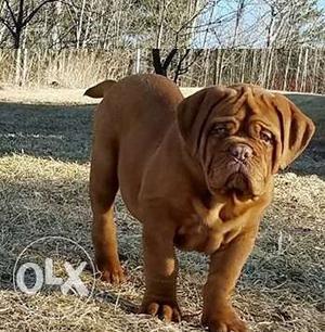 Happy kennel in top French mastiff puppy Very Best Linges