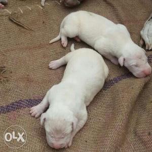 Harley queen white color greatdane female or male