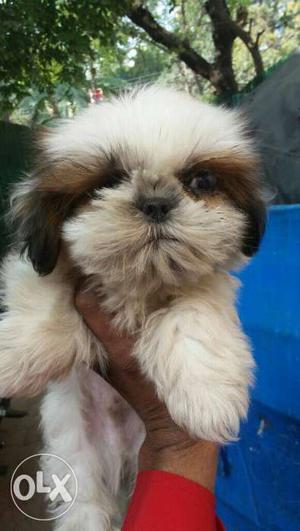 Healthy bushy coated 2 shihtzu male puppies for