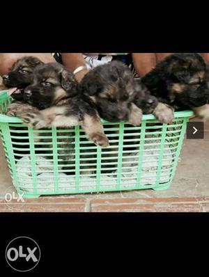 Heavy double coated German Shepard puppies ready