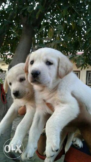 Heavy quality Labrador puppies available both
