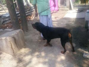 Heavy size 1.5years rot proven male urgent sale