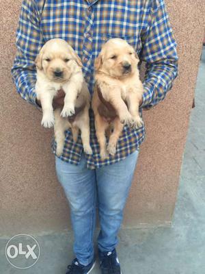 High Quality Pups now available at Sultan Nagar Mr. Dog