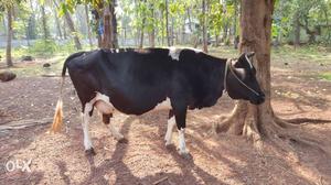High breed 9 month pregnant cow
