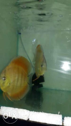 Hiiii want to sell my pair sunmehra discus young