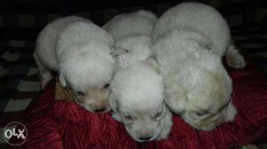 Home breed pure female labradors for urgently sell