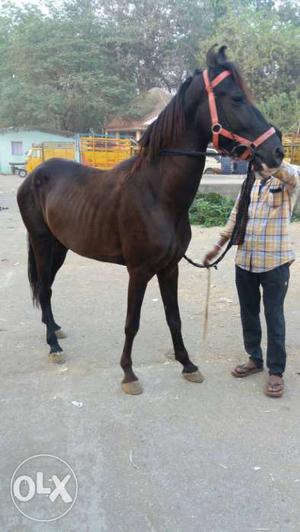Horse 4 year old balck color pure kathewadi ph.