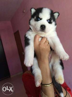 Husky pup with kci paper available