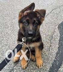 I Need a double coat German Shepherd Puppy