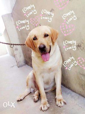 I am looking for a pure Female Lab for Crossing