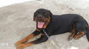 I sale Rottweiler on 14 month old male