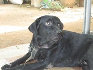 I want a female Labrador dog for mating