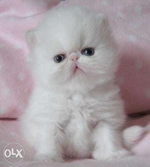 I want persian baby cat