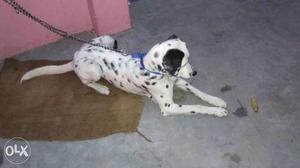 I want to sale my dog (Dalmatian). 11month old.