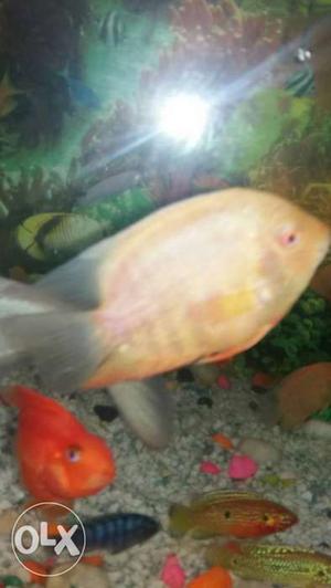 I want to sell my fish, red jewel pair 150, etc