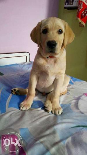 I want to sell my male labra 3 months old