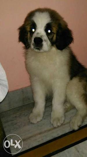 I want to urgently sale my bernald pup