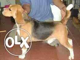 INDOR:-- Quite Indor Dog's" All Puppeis Pets Deal