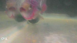Imported super kamfa flowerhorn in low price ever.
