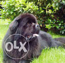 In Imported orignal non pedigree Newfoundland puppies sell