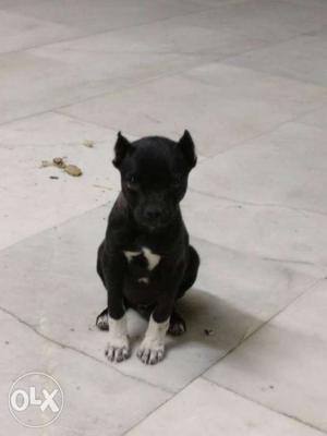 It is male dog 2 months old it is American bully and pitbull