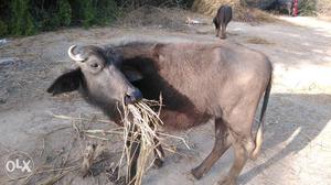 It is my lovely Buffalo pet..And really it is of