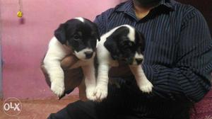 Jack Russell terrier female for sale