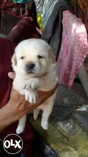 KANPUR:-- Calm Dog's" All Puppeis Kitten",pets