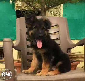 KANPUR:-- Good Watchdogs' All Puppeis Pets Deal