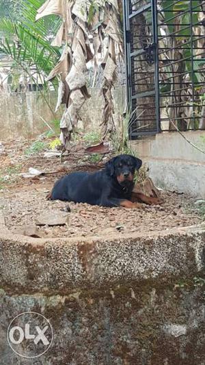 KCI Certified 6 months old male rott for sale for