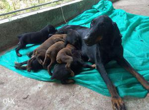 KCI Certified Doberman Puppies for sale