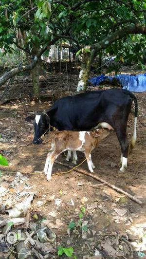 Kanni prasavam,calf 5 days old,expecting 7 litres