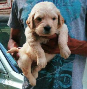 Kapil pets golden retriever pups available