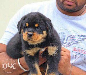 Kci paper Rottweiler puppy available in ready