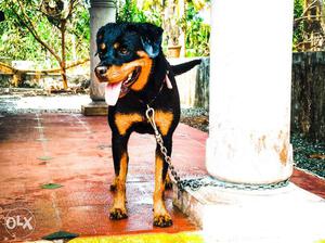 Kennel certified female Rottweiler for sale.1