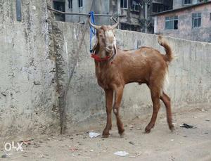 Kota bakra for sale goat