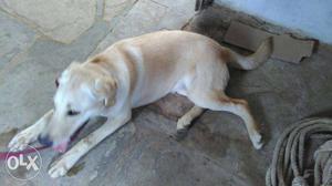 Lab female 8 months old it is very active and all