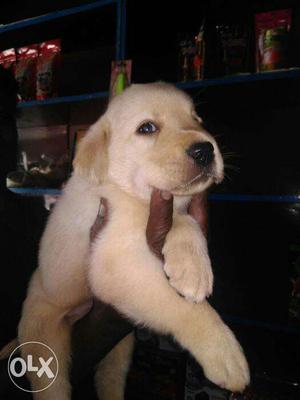 Lab female for sale...