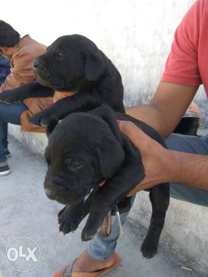 Laberadog male and female available