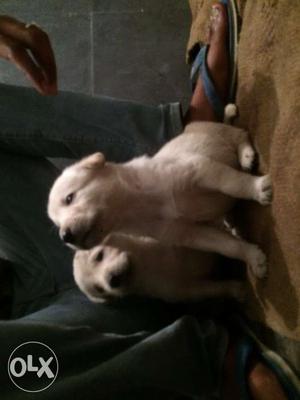 Labra pups in apple head..white and golden colour.. females