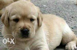 Labrador 100% pure puppy with vaccine n paper