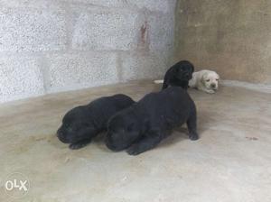 Labrador Female puppies available
