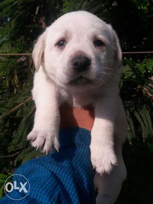 Labrador Male Puppy Sell Excellent Quality Male