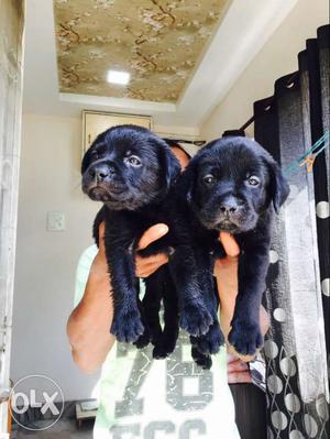 Labrador Puppies