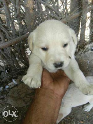 Labrador Puppy