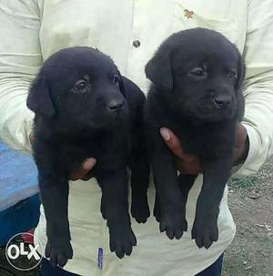 Labrador black color pappies available top