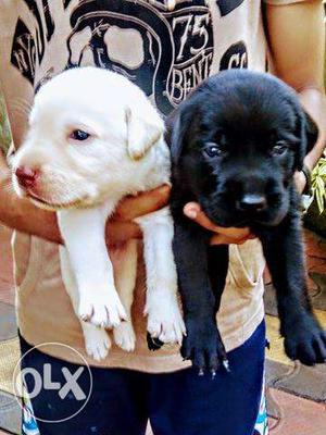 Labrador cute puppies for sale at calicut civilstation