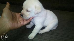 Labrador female Available 40 days fix price 