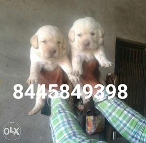 Labrador female puppy available in pure quality.