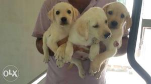 Labrador five male and one female puppy available